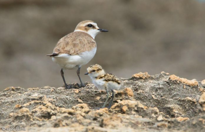 fratino mamma e piccolo