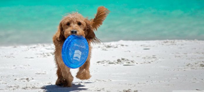 spiaggia accessibile cani