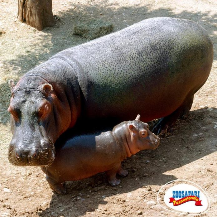 mamma ippopotamo col nuovo nato