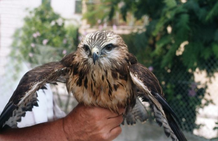 Centro recupero animali selvatici