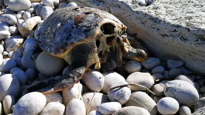 Tartaruga decapitata