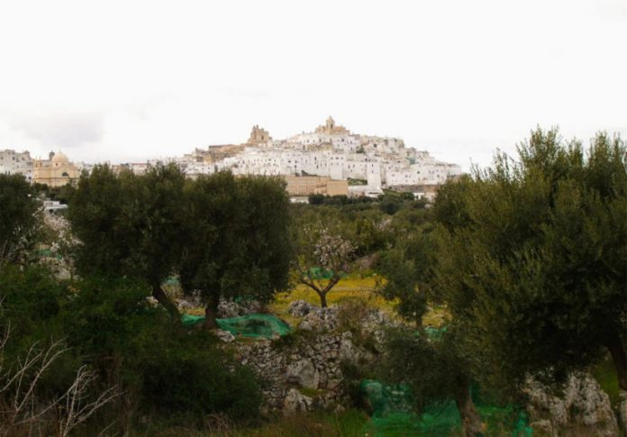 Olio extravergine di oliva i benefici ostuni news Olio extravergine di oliva i benefici ostuni news