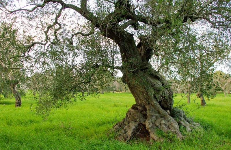 Olio extravergine di oliva i benefici