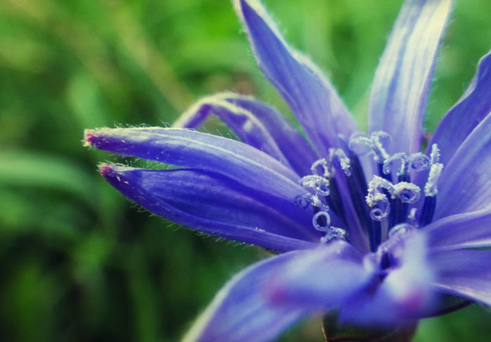 cicoria ostuninews proprietà virtù ricetta