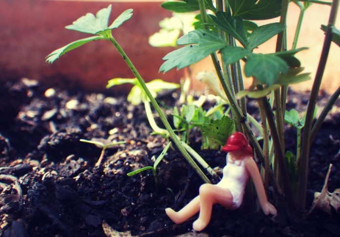 prezzemolo-ostuni-giardino-coltivare-ostuninews