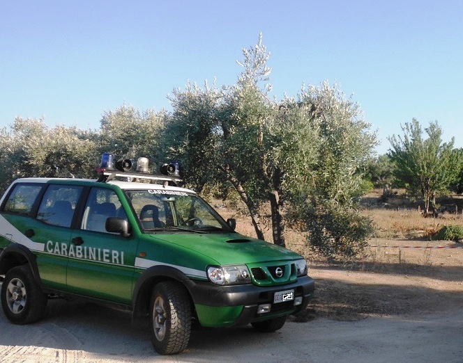 Controlli xylella 1