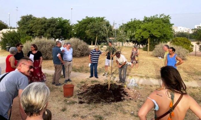 ulivo in memoria di benedetto farina 2