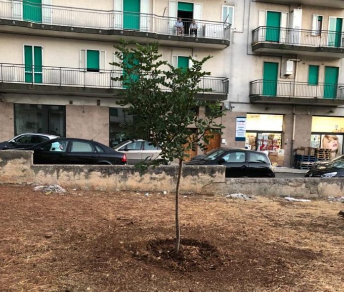 albero memoria vincenza andriola