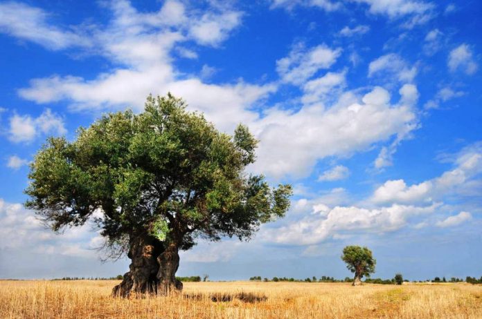 piana olivi monumentali_congresso paesaggi storici