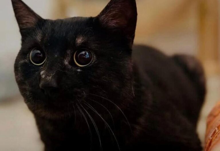 Gatto ferito a colpi di fucile, fissata al 9 dicembre l’udienza pre-dibattimentale: il Comune di Ostuni si costituisce parte civile