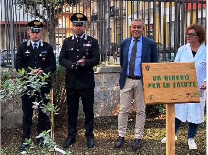 albero ospedale ostuni