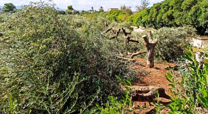 giovanni epifani atto intimidatorio ostuni